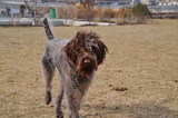 Dogs Versus Babies 'Turf War' Breaks Out in New Waterfront Park