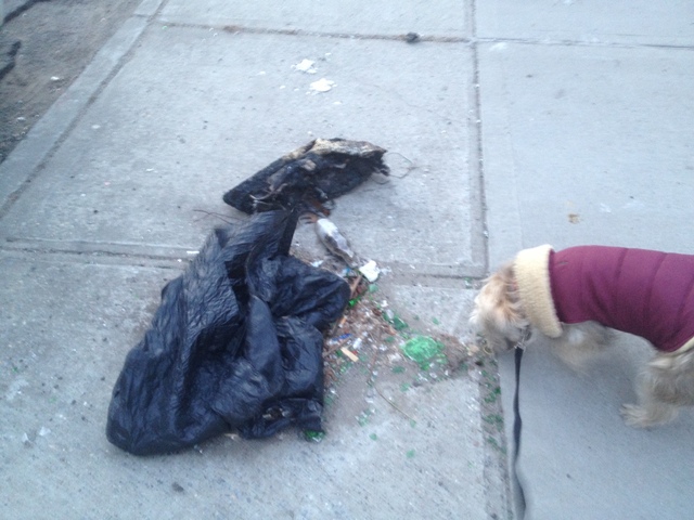 <p>Danielle McGunagle's&nbsp;dog Lola nosed through trash at West Street and Greenpoint Avenue.</p>
