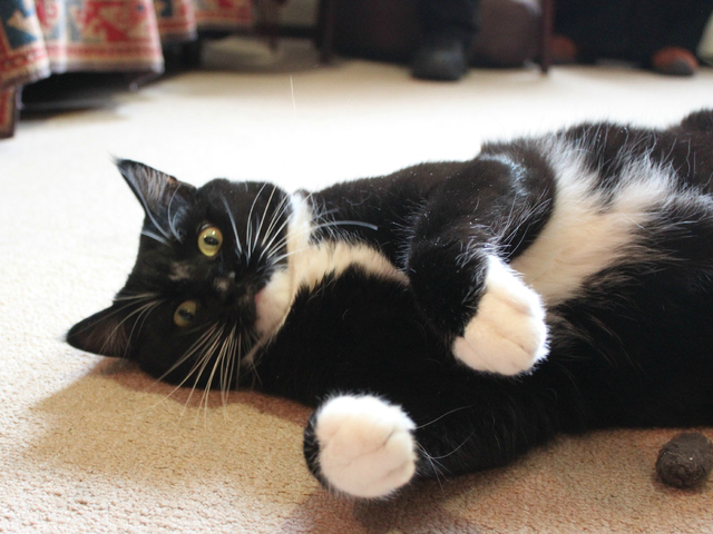 <p>Alejandro often shows his belly &mdash; even to strangers &mdash; a sign that he's comfortable and wants to play, owner Mario Romero said.</p>
