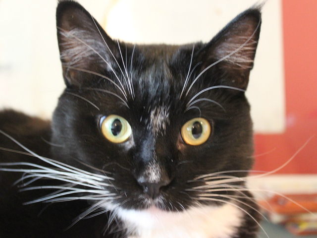 <p>Alejandro was adopted from Animal Care and Control. Because he was so friendly, AC&C workers guess he was a house cat that escaped and couldn't find his way home, according to new owner Mario Romero.</p>
