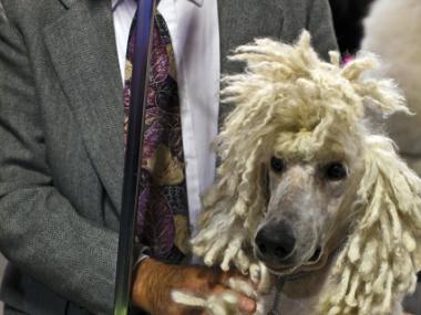 "High Life" shows off photos of the private moments between show dogs and their handlers.