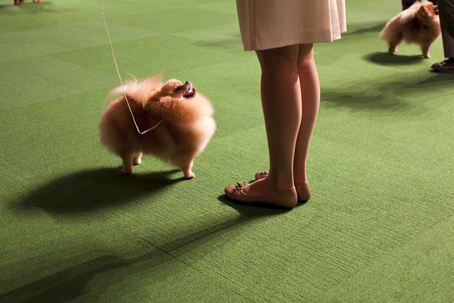 <p>A smiling Pomeranian,&nbsp;one of the photos from Dolly Faibyshev collection on display at Chelsea Market.</p>

