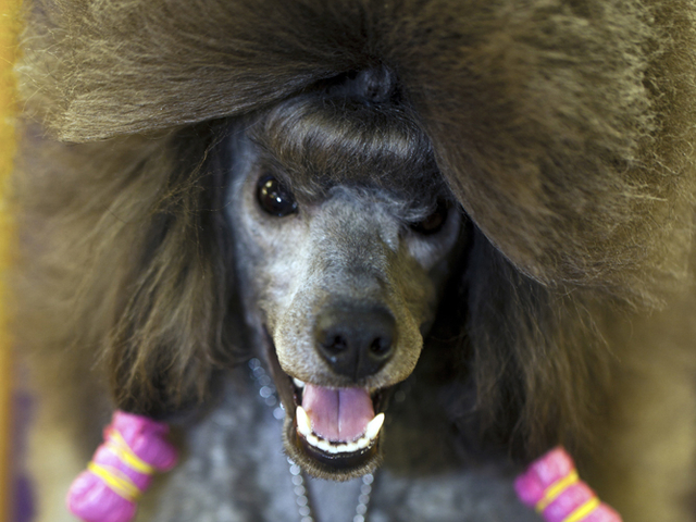 <p>A winking poodle, one of the photos from&nbsp;Dolly Faibyshev collection on display at Chelsea Market.</p>
