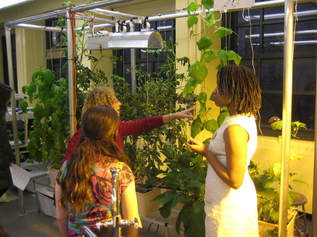 <p>A student shows visitors the hydroponic&nbsp;vegetables in her classroom at the Computer School.</p>
