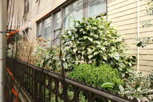 <p>"Sometimes I see whole bushes stomped on, flowers yanked out and plenty of trash," said Peter Gjoni, superintendent of 145 E. 15th St. "Sometimes there's vomit on the sidewalk and in the garden."</p>
