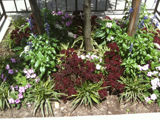 <p>The garden at 145 E. 15th St. is home to hydrangeas, boxwoods, roses and several annual and perennial flowers during the summer months.</p>
