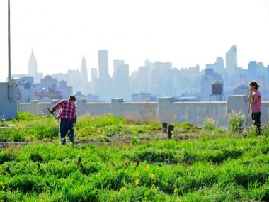 The compost will be used to enrich the soil at Brooklyn Grange's roof farm on Northern Blvd. in Queens.