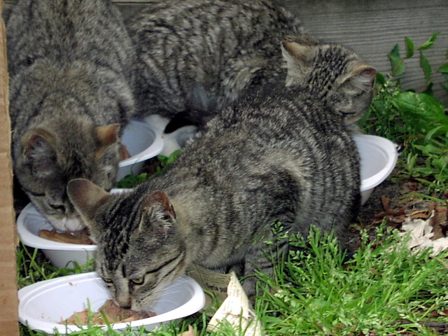 <p>Feeding time at a cat colony overseen by Neighborhood Cats.</p>
