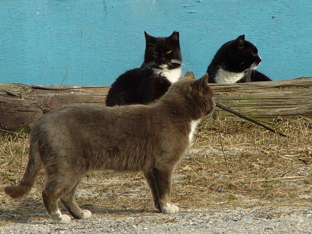 <p>Cats in a colony overseen by Neighborhood Cats.&nbsp;</p>
