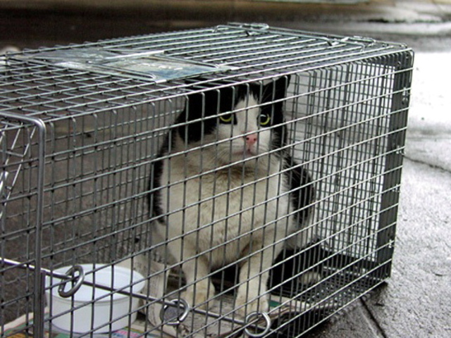 <p>A cat called Louis after being neutered through the Neighborhood Cats program is about to be returned to its street home.</p>
