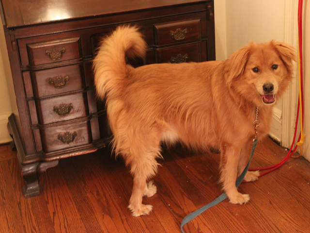 <p>Oscar, pictured here, is 7 years old, according to owner Edgar Brandau.</p>
