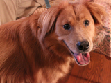 Upper East Side Co-Op Tries to Evict Elderly Man's 'Dangerous' Dog