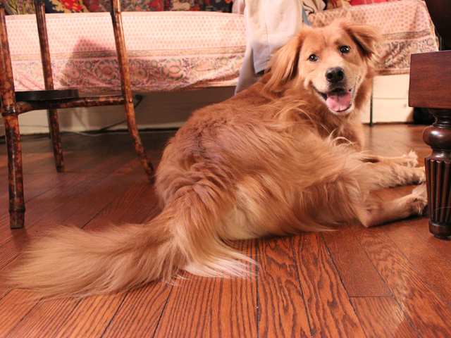 <p>Oscar's favorite toys are squeaky, owner Edgar Brandau said.</p>
