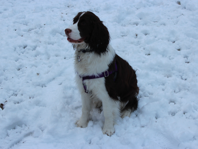 <p>Clover, an English Spaniel pup in Central Park, also played in the snow on Friday, March 8, 2013.</p>
