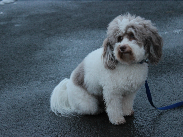 <p>Dogs must be on leashes from 9 a.m. until 9 p.m. in permitted areas in Central Park.</p>
