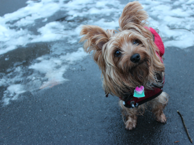 <p>Caterina, a rescued Yorkie, enjoys a walk through Central Park on Friday, March 8, 2013.</p>

