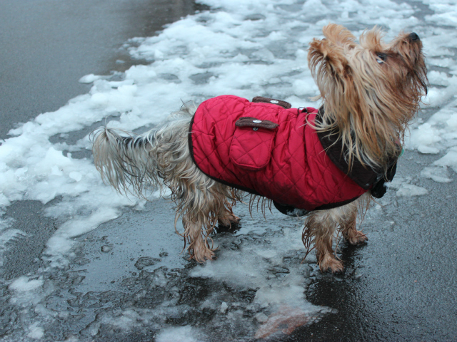 <p>Caterina begs her owner for treats during a dog walk on Friday, March 8, 2013.</p>

