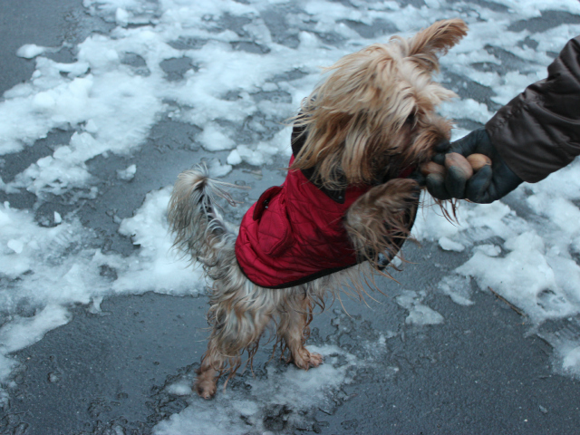 <p>Caterina, a Yorkie, jumps up and tries to eat nuts from her owner's hand on March 8, 2013.</p>
