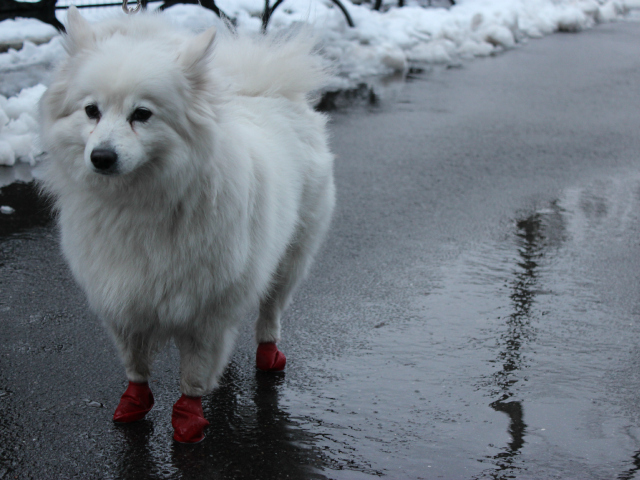 <p>An American Eskimo wears footie-style boots to battle the wet paths of snowy Central Park on Friday, March 8 2013.</p>
