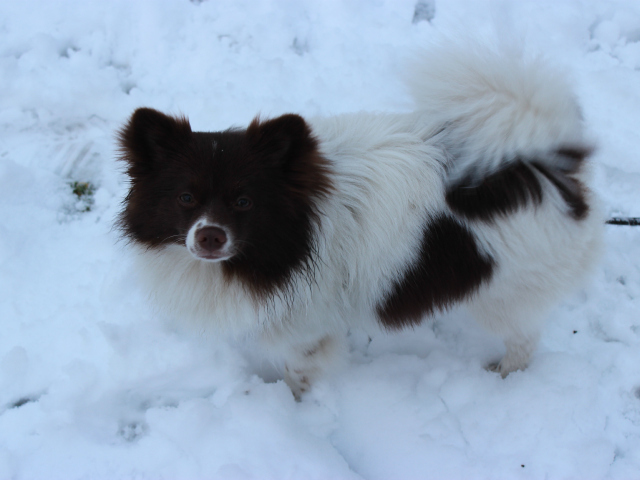 <p>Juno, a Pomeranian puppy, was playing in the snow in Central Park on Friday, March 8, 2013.</p>
