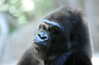 Pattycake, the first gorilla born in New York City, died at the Bronx Zoo on March 31, 2013.