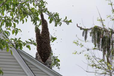 Police responded to a nearly 15,000 swarm that was near a school in Great Kills.