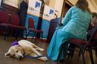 Brooklyn Domestic Violence Shelter Opens Door to Pets