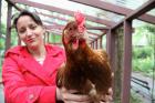 Chickens at M'Finda Kalunga Community Garden
