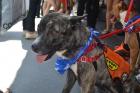 Hundreds of Critters Find New Homes As City Hosts Largest Free Pet Adoption
