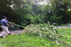 Falling Tree Branch Strikes Woman in Central Park