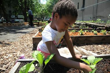 Harlem Grown plants microgreen in its greenhouse, hiring unemployed mothers from P.S. 170 to harvest the greens and selling the produce to local restaurants.