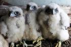 City Scientist Climbs to the Top of Bridges to Inspect New Falcon Chicks