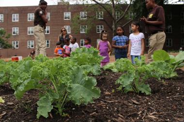 NYCHA Launches First Large-Scale Urban Farm on NYCHA Property