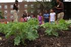 Large-Scale NYCHA Urban Farm Launches in Red Hook