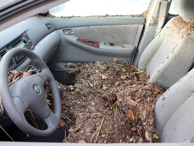 <p>A car in Coney Island filled with debris in the wake of Hurricane Sandy.</p>
