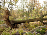 Cleanup Continues at Bronx Parks Battered by Sandy and Nor'easter