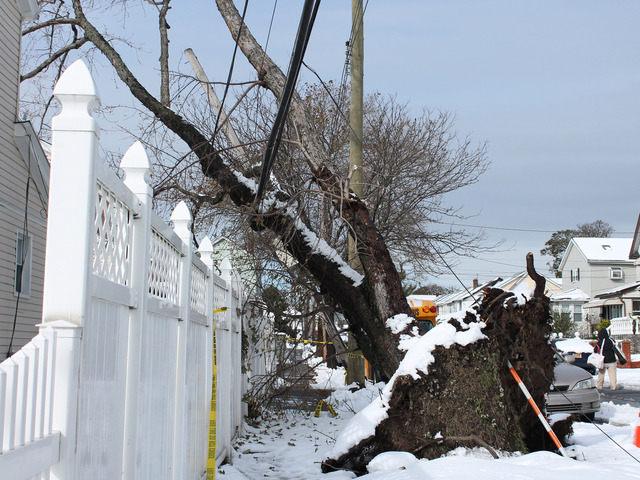 <p>A tree fell from the street and onto some power lines in Jamaica during Hurricane Sandy. Although the power has since been restored to the block, the tree was left hanging on the power lines.</p>
