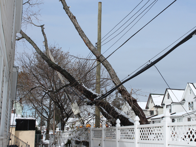 <p>Alfred Hilton, who lives on this block in Jamaica, said the top-heavy trees pose a threat in his neighborhood.</p>
