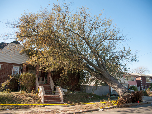 <p>This huge tree still remains toppled onto the roof of 95-19 159th Avenue on Tuesday November 06th, 2012.</p>
