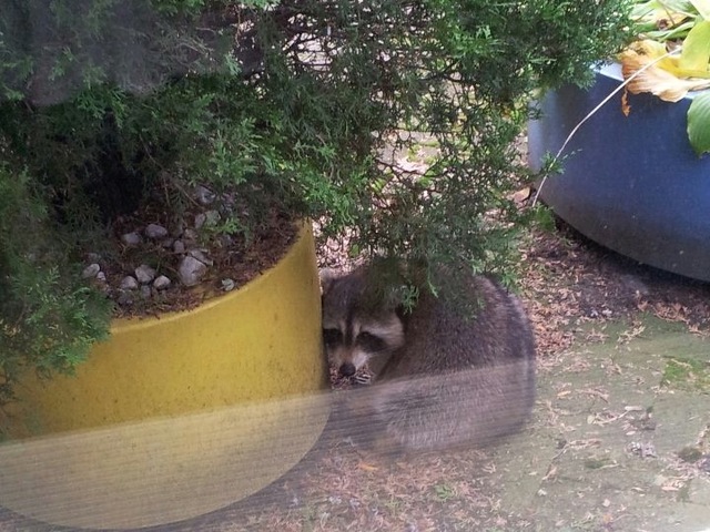 <p>Neighborhood volunteers discovered the animal&nbsp;hiding under a shrub&nbsp;when they came to clean up after the storm.</p>
