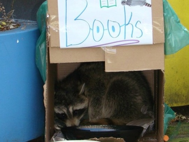 <p>The kids built the animal a carboard-box home.</p>
