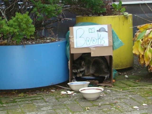 <p>The kids built the animal a carboard-box home</p>
