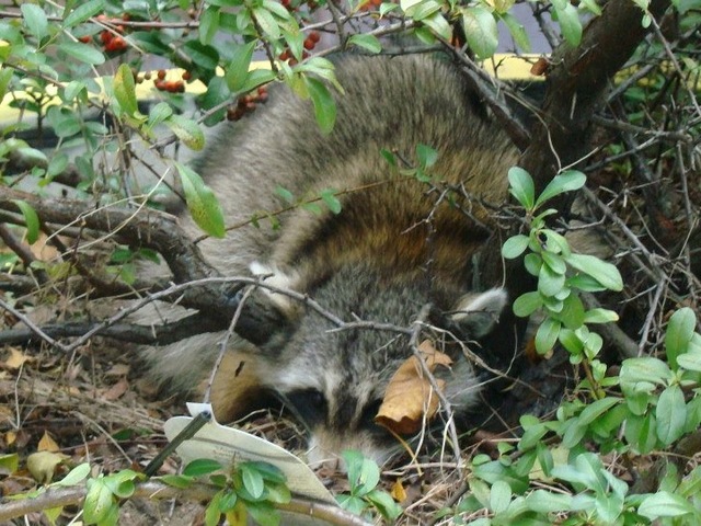 <p>Children nicknamed the raccoon "Mr. Rocky Books."</p>
