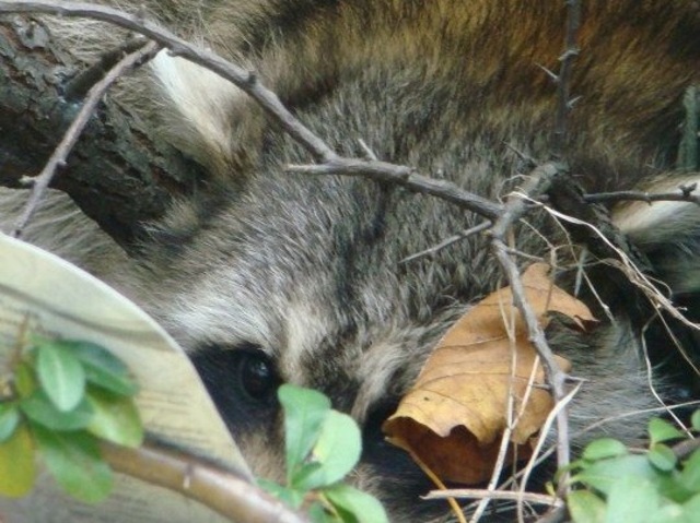 <p>No one knows how the raccoon got into the atrium.</p>
