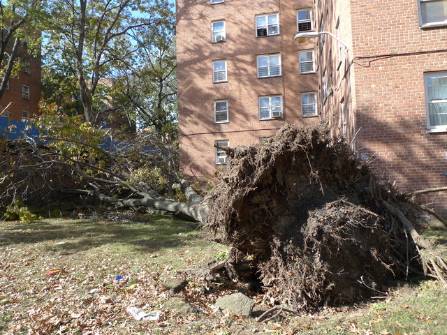 <p>Red Hook Houses residents said flood waters were four feet high during Hurricane Sandy.</p>
