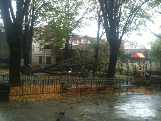 <p>Tree down at Andrews Grove Playground on 49th Avenue</p>
