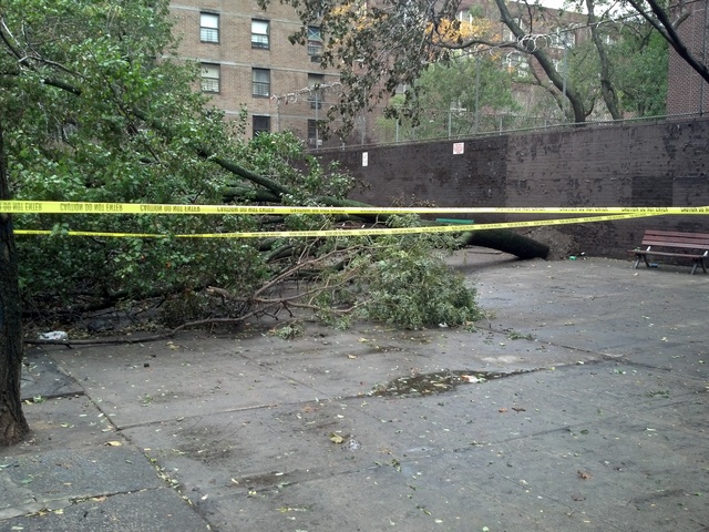 <p>A tree fell down on East 13th Street between Avenue B and Avenue C during Hurricane Sandy.</p>
