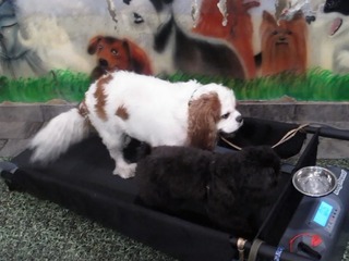 High Temps Mean More Business for Doggie Day Care