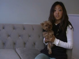 Reiki Massage for Dogs Offered at New Murray Hill Pet Spa