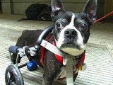 Acupuncturists Bring Pain Relief to Pets